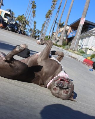 Ručně vyráběné korálkové obojky na zakázku. Jsou k dispozici v různých variantách barevných plastových korálků a...