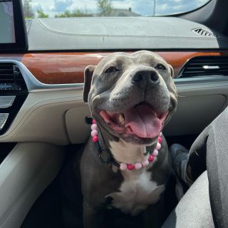 Pink is always the best For doggie girls 💗🦮 #dogs #dogsofinstagram #dog #dogstagram #puppy #doglover #dogoftheday...