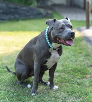 Za 14 dní můžeš nakoupit on-line 🩵☺️ #obojky #dog #handmade #pes #dogdora #dogcollar #obojkynamiru #collar #rucnivyroba...