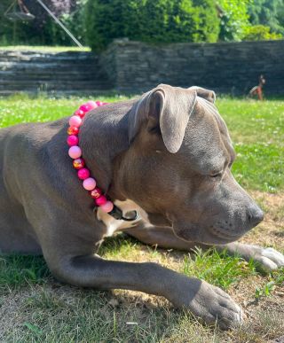 Další růžový na zakázku 🩷😍🐾 #dogdoracz #pinkcollar #obojekpropsa #psiobojek #koralkovyobojek #dogdora #obojek...