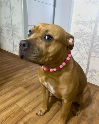 Naše další nádherná spokojená zákaznice 🩷🩷 #dogdoracz #pinkcollar #obojekpropsa #psiobojek #koralkovyobojek #dogdora...