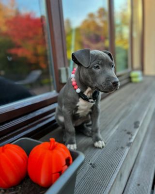 Nové korálky skladem 😻🩷 napiš si o nové barvy do DM 🤫🔥 #dogdora #koralky #obojky #obojkypropsy #pitbull #puppy #puppylove...