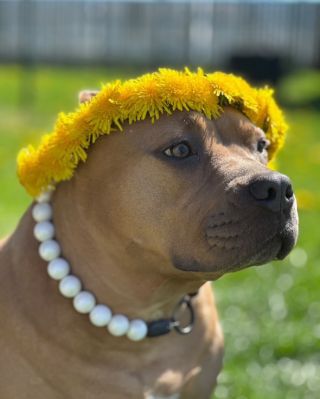 Naše věrná čtyřnohá zákaznice 💛 Perleťový swag, pampelišky k tomu. 🌼🤍 Jakou barevnou kombu by sis vybral pro svého parťáka...