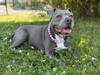 Kdo řekl, že obojek nemůže být cool? 😎🐶🐾 #dogdora #dogfashion #obojkypropsy